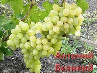 Виноград  - вкусные сорта