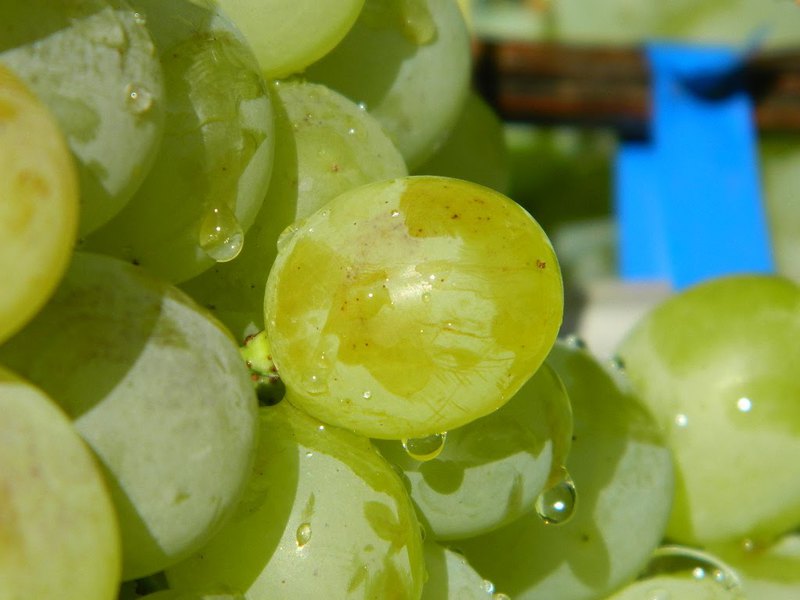 Виноград Антоний Великий (Grapes Antoniy Velikiy (Anthony the Great)) 2015 Как правильно размножать виноград Антоний Великий