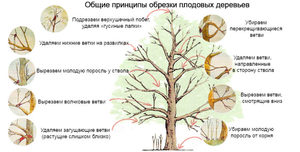 Какие ветки надо обрезать