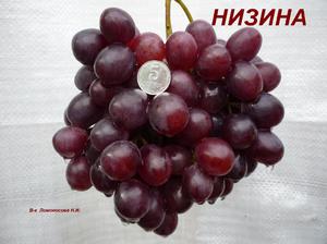 Выращивание винограда Низина