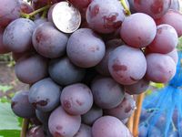 Как посадить виноград Низина