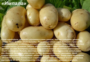 Картофель сорта Импала